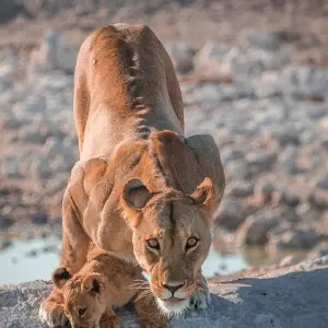 Explore Namibia Explorer (Accommodated) - 10 Days for 10 days with Discovery Transfers and Tours and discover unforgettable experiences - Photo 8