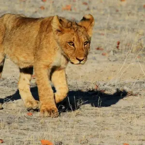 Explore 3-Day Etosha -National Park Camping for 3 days with Discovery Transfers and Tours and discover unforgettable experiences - Photo 5