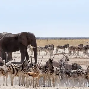 Explore 23 Days best of Namibia & Botswana for 23 days with Discovery Transfers and Tours and discover unforgettable experiences - Photo 6