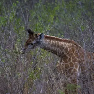 Explore 4-Day Etosha National Park and Swakopmund Camping for 4 days with Discovery Transfers and Tours and discover unforgettable experiences - Photo 8