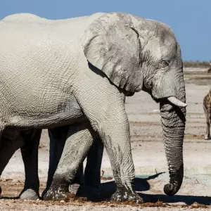 Explore 4-Day Etosha National Park and Swakopmund (Lodging) for 4 days with Discovery Transfers and Tours and discover unforgettable experiences - Photo 9