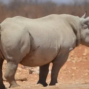 Explore 8-Day Sossusvlei, Swakop, Twyfelfontein & Etosha NP (Camping) for 8 days with Discovery Transfers and Tours and discover unforgettable experiences - Photo 8