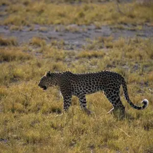 Explore 4-Day Etosha National Park and Swakopmund Camping for 4 days with Discovery Transfers and Tours and discover unforgettable experiences - Photo 9