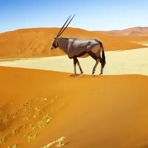 Explore 23 Days best of Namibia & Botswana for 23 days with Discovery Transfers and Tours and discover unforgettable experiences - Photo 8