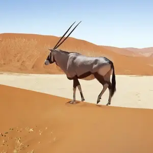 Explore Namibia Explorer (Accommodated) - 10 Days for 10 days with Discovery Transfers and Tours and discover unforgettable experiences - Photo 11