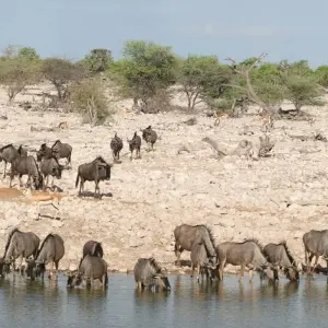Explore 4-Day Etosha National Park and Swakopmund (Lodging) for 4 days with Discovery Transfers and Tours and discover unforgettable experiences - Photo 10