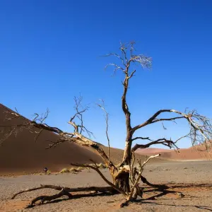 Explore Sossusvlei, Swakopmund & Etosha (Camping) - 7 Days for 7 days with Discovery Transfers and Tours and discover unforgettable experiences - Photo 9
