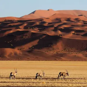 Explore 4-Day Sossusvlei & Swakopmund Camping for 4 days with Discovery Transfers and Tours and discover unforgettable experiences - Photo 11