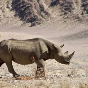 Explore 4-Day Etosha National Park and Swakopmund Camping for 4 days with Discovery Transfers and Tours and discover unforgettable experiences - Photo 10