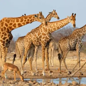 Explore 3-Day Etosha -National Park Camping for 3 days with Discovery Transfers and Tours and discover unforgettable experiences - Photo 8