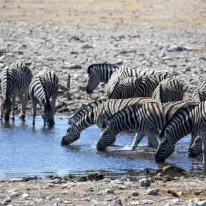 Explore 4-Day Etosha National Park and Swakopmund Camping for 4 days with Discovery Transfers and Tours and discover unforgettable experiences - Photo 11