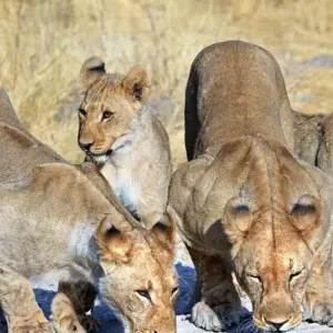 Explore 8-Day Sossusvlei, Swakop, Twyfelfontein & Etosha NP (Camping) for 8 days with Discovery Transfers and Tours and discover unforgettable experiences - Photo 11