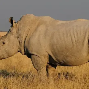 Explore 3-Day Etosha -National Park Camping for 3 days with Discovery Transfers and Tours and discover unforgettable experiences - Photo 10