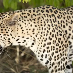 Explore 3-Day Etosha -National Park Camping for 3 days with Discovery Transfers and Tours and discover unforgettable experiences - Photo 11
