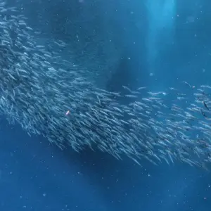 Explore 12 Days Ultimate Manila and Cebu - Philippines Island Hopping for 12 days with Do You Travel and discover unforgettable experiences - Photo 4