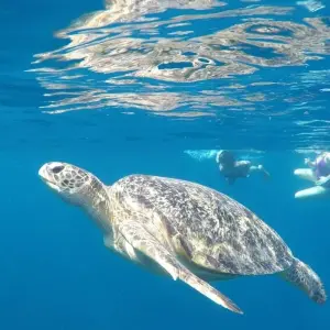 Explore 12 Days Ultimate Manila and Cebu - Philippines Island Hopping for 12 days with Do You Travel and discover unforgettable experiences - Photo 9