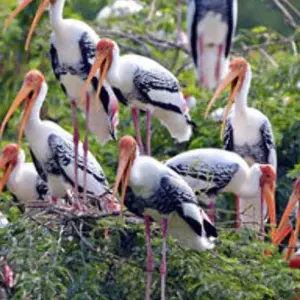 Explore Golden Triangle Tour With Ranthambore Tiger Safari (100% Tiger Watch) for 9 days with Divyan Holidays and discover unforgettable experiences - Photo 5