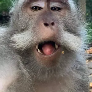 Explore 4 Days Sightseeing Bali Tour for 4 days with Diwira Wisata Indonesia and discover unforgettable experiences - Photo 4