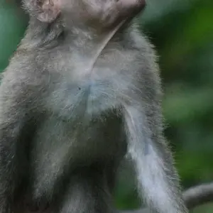 Explore 7 Days Real Bali Culture And Sightseeing Tour for 7 days with Diwira Wisata Indonesia and discover unforgettable experiences - Photo 3