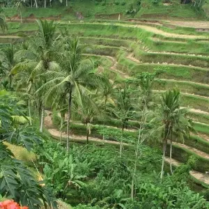 Explore 6 Days Explore Bali and Beyond for 6 days with Diwira Wisata Indonesia and discover unforgettable experiences - Photo 3