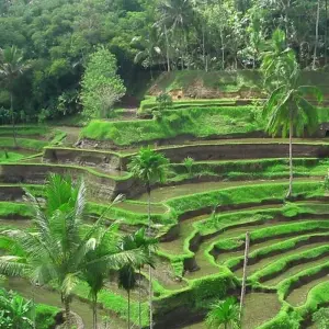 Explore 8 Days  Discover The Uniqueness of Balinese Culture and Its Beauty. for 8 days with Diwira Wisata Indonesia and discover unforgettable experiences - Photo 3