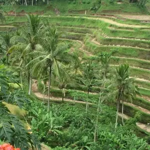 Explore 5 Days Bali Tour and Water Sport for 5 days with Diwira Wisata Indonesia and discover unforgettable experiences - Photo 8