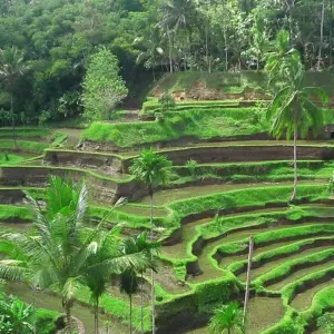 Explore 6 Days Explore Bali and Beyond for 6 days with Diwira Wisata Indonesia and discover unforgettable experiences - Photo 11