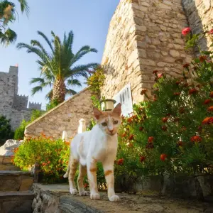 Explore Sacred Pathways: Tracing the Legacy of the Seven Churches 10 Day Tour for 10 days with Dorak Tours and discover unforgettable experiences - Photo 3