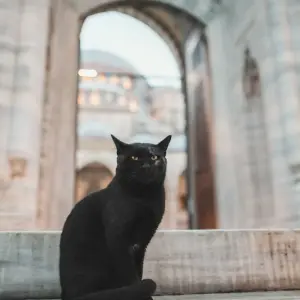 Explore World Wonders Everywhere You Go: Istanbul, Bodrum, and Cappadocia in 13 Days for 13 days with Dorak Tours and discover unforgettable experiences - Photo 8