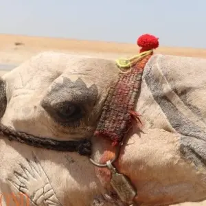 Explore Pyramids & Lake Nasser Cruise for 8 days with Dunes & Beyond and discover unforgettable experiences - Photo 4