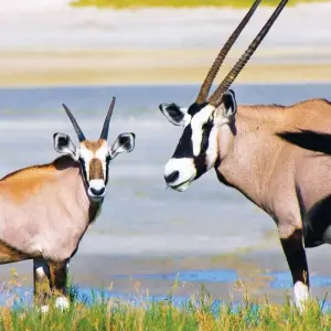 Explore 11 DAY - NAMIBIA OVERLAND TOUR / CAMPING for 11 days with Drifters Adventure Tours and discover unforgettable experiences - Photo 2