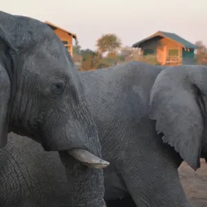 Explore 16 DAY - BOTSWANA OVERLAND TOUR / ACCOMMODATED for 16 days with Drifters Adventure Tours and discover unforgettable experiences - Photo 3