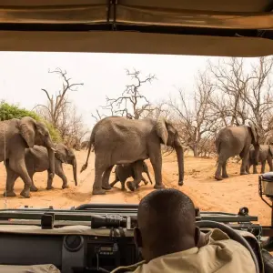 Explore 16 DAY - BOTSWANA OVERLAND TOUR / CAMPING for 16 days with Drifters Adventure Tours and discover unforgettable experiences - Photo 4