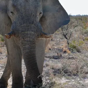 Explore 24 DAY - SOUTHERN AFRICA OVERLAND TOUR / CAMPING (Namibia, Botswana, Zimbabwe & South Africa) for 24 days with Drifters Adventure Tours and discover unforgettable experiences - Photo 2