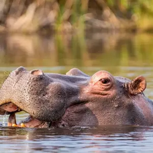Explore 16 DAY - BOTSWANA OVERLAND TOUR / CAMPING for 16 days with Drifters Adventure Tours and discover unforgettable experiences - Photo 5