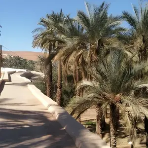 Explore Mature Saharan & Oases Tour for 20 days with EL-GOLEA  Tourism  Travel and discover unforgettable experiences - Photo 2