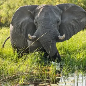 Explore 16 DAY - BOTSWANA OVERLAND TOUR / CAMPING for 16 days with Drifters Adventure Tours and discover unforgettable experiences - Photo 6