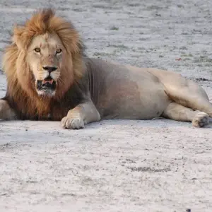 Explore 24 DAY - SOUTHERN AFRICA OVERLAND TOUR / ACCOMMODATED (Namibia, Botswana, Zimbabwe & South Africa) for 24 days with Drifters Adventure Tours and discover unforgettable experiences - Photo 4