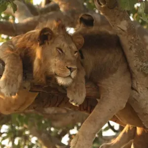 Explore 13 DAY - UGANDA OVERLAND TOUR / CAMPING for 13 days with Drifters Adventure Tours and discover unforgettable experiences - Photo 5