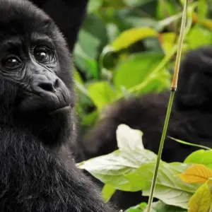 Explore 13 DAY - UGANDA OVERLAND TOUR / CAMPING for 13 days with Drifters Adventure Tours and discover unforgettable experiences - Photo 7
