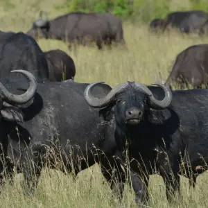 Explore 5 DAY - KRUGER SAFARI OVERLAND TOUR / ACCOMMODATED for 5 days with Drifters Adventure Tours and discover unforgettable experiences - Photo 9