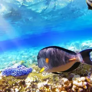Explore "Luxury & Love: 5-Night Honeymoon Dream in Red Sea Sharm El Sheikh/ Egypt " for 6 days with ETL Travel and discover unforgettable experiences - Photo 3