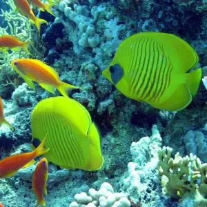 Explore "Luxury & Love: 5-Night Honeymoon Dream in Red Sea Sharm El Sheikh/ Egypt " for 6 days with ETL Travel and discover unforgettable experiences - Photo 4