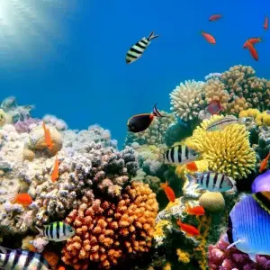 Explore Egypt Red-Sea (Hurghada) 3 Nights/ 4 Days for 3 days with ETL Travel and discover unforgettable experiences - Photo 11