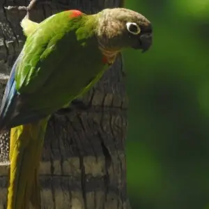 Explore Exotic Trilogy: Rio, Iguazu Waterfalls & Amazon (incl. domestic flights) for 11 days with ETours Brazil DMC and discover unforgettable experiences - Photo 4