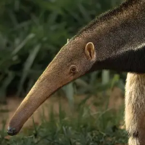 Explore Exotic Trilogy: Rio, Iguazu Waterfalls & Amazon (incl. domestic flights) for 11 days with ETours Brazil DMC and discover unforgettable experiences - Photo 6