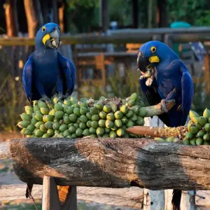 Explore Southern Pantanal & Bonito for 7 days with ETours Brazil DMC and discover unforgettable experiences - Photo 2
