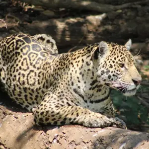 Explore Northern Pantanal & Jaguar Safari for 5 days with ETours Brazil DMC and discover unforgettable experiences - Photo 8