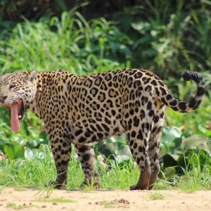 Explore Northern Pantanal & Jaguar Safari for 5 days with ETours Brazil DMC and discover unforgettable experiences - Photo 9