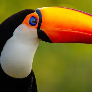 Explore Brazilian Nature and Wildlife Tour (incl. domestic flights) for 13 days with ETours Brazil DMC and discover unforgettable experiences - Photo 10